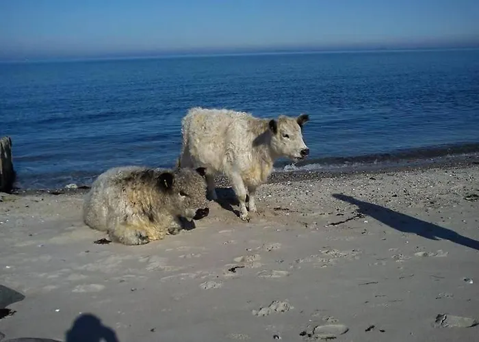 Close To Hasmark 150m Feriehus